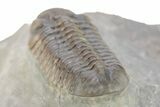 Cute Austerops Trilobite - Jorf, Morocco #273438-2